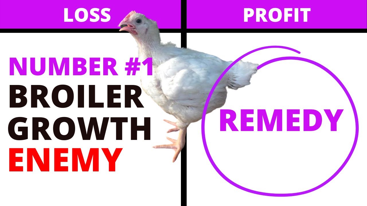 Why Your Broilers are Not Growing and Permanent Solution YouTube
