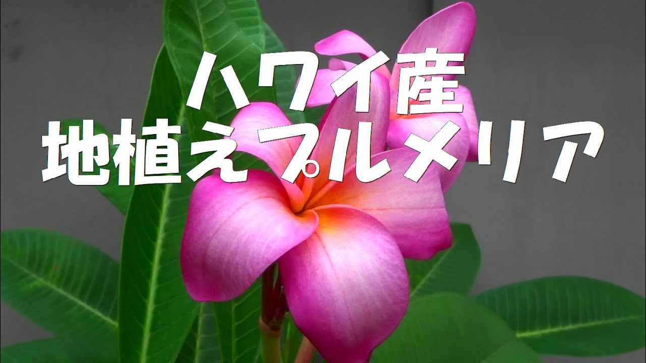 プルメリアです Named Cultivars — Jim Little Plumeria JAPAN