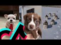 The Sweetest Puppy TikTok Compilation | Dogs Of TikTok