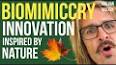 The Fascinating World of Biomimicry: Nature's Inspiration for Innovation ile ilgili video