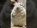 デデンデンデデン #chinchilla  #친칠라 #チンチラ