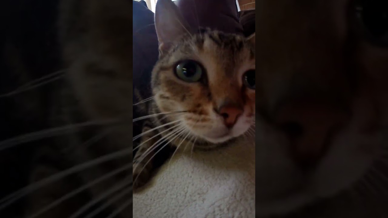 Kietie kat, stoutgat, and Fiefie. ❤️❤️❤️