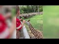 That first giraffe interaction 🦒 #shorts