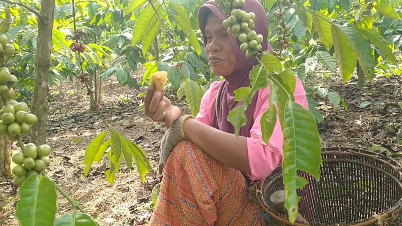 lelah muter kawo banyak.../.panen kopi sumatra