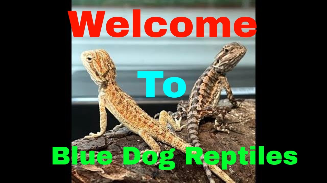 Welcome to Blue Dog Reptiles Unboxing