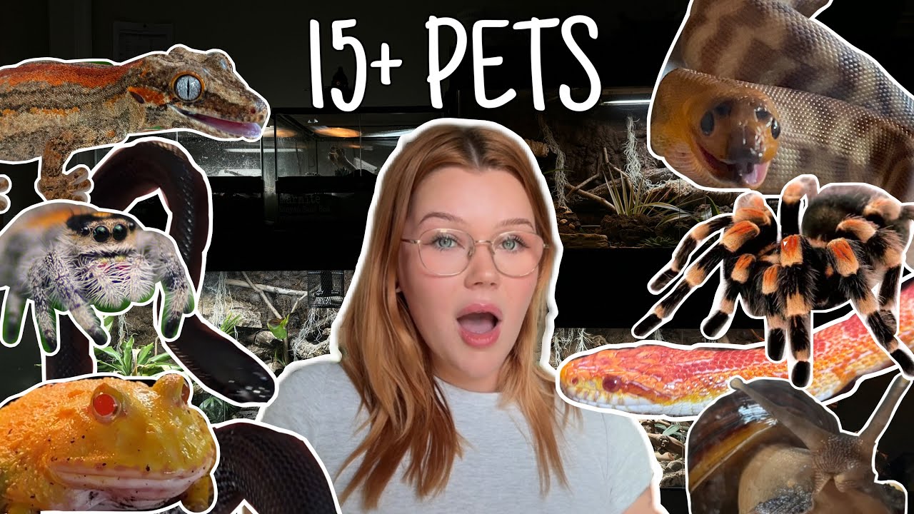 Feeding All My EXOTIC ANIMALS | 2025