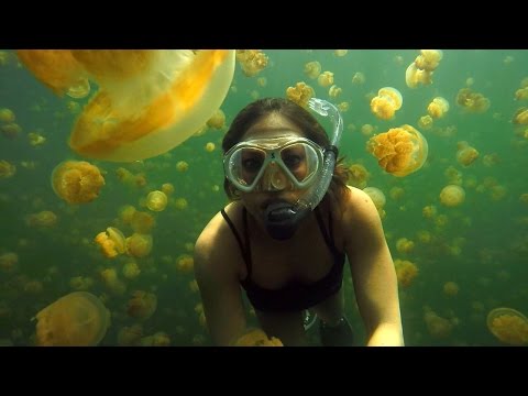 Wideo: Jezioro Jellyfish W Palau Jest Ponownie Otwarte