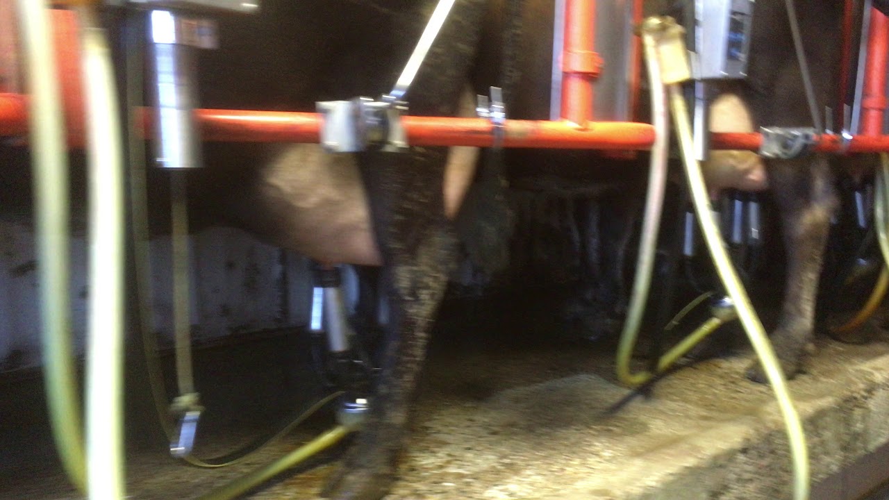 Milking the browners!!