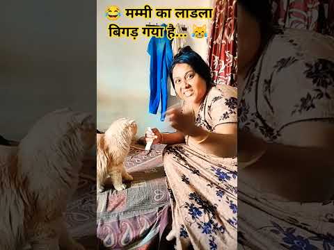 मम्मी का लाडला बिगड़ गया है... अब सिर्फ़ ट्रीट ही चाहिए! 🐱
