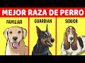 Cómo Elegir La Raza De Perro Perfecta Para Ti