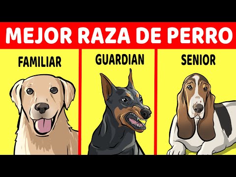 Video: ¿Qué raza de perro debo elegir?