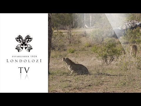 Lioness Chases Male Leopard Up Tree - Londolozi TV