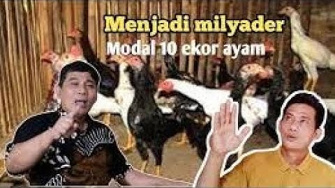 Jadi Miliarder cukup Modal 10 Ekor Ayam #bayudiningrat #bayusehatmandiri #pertanian