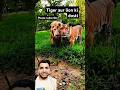 Tiger aur lion ki dosti#shortsviral #animals #trendingshorts #video