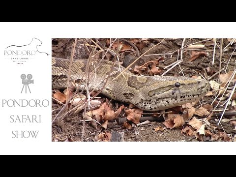 4 Meter African Rock python at Pondoro