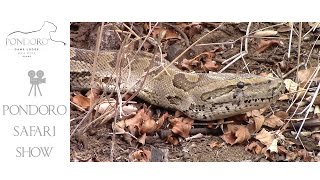 4 Meter African Rock python at Pondoro