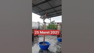 Ayam Ketawa Slow Bakka Part 2#trending #short #lucu #viral #tiktok #video #reels #anime #status #new