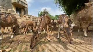 Feeding Deers at Pushkar Deer Park #Shorts