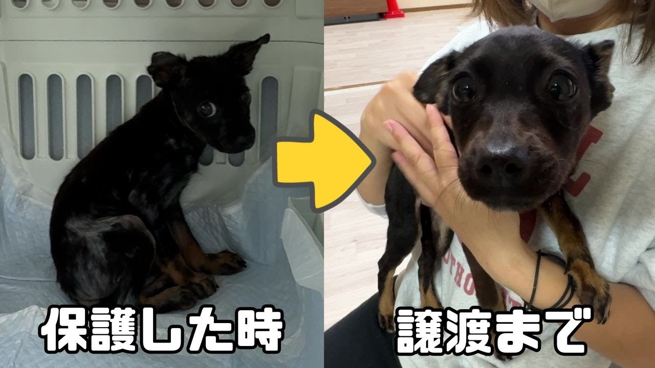 病気で隔離されていた保護犬が「ずっとのお家」へと旅立つまでの54日間がこちら♪