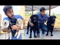 How to start dog business  | Labrador special vlog