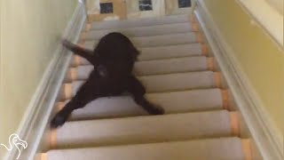 Pets Vs. Stairs