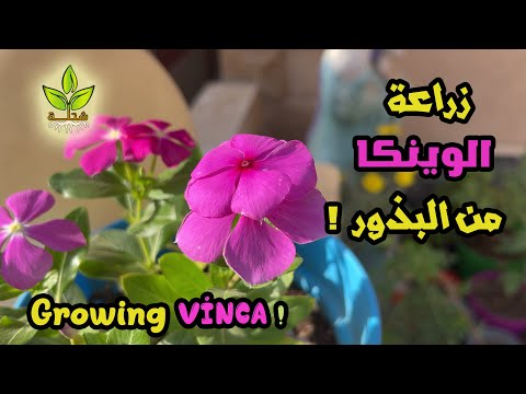 زراعة الوينكا من البذور في المنزل      