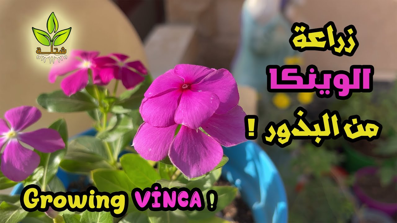 زراعة الوينكا من البذور في المنزل Growing Vinca from seeds at home