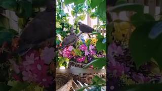 A kind girl saved a dove’s nest during heavy rain… and what happened next is adorable! 🕊️❤️