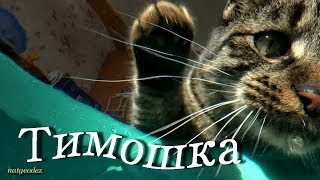 КОШКИ МЫШКИ CATS and MOUSE КОШКИ МЫШКИ CATS and MOUSE