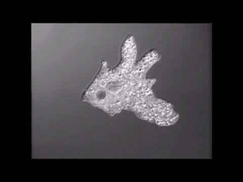 Video: How Unicellular Organisms Move