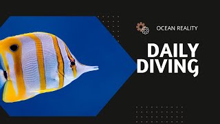 Daily Diving at Sail Rock Gulf of Thailand : Episode 25 September 2024