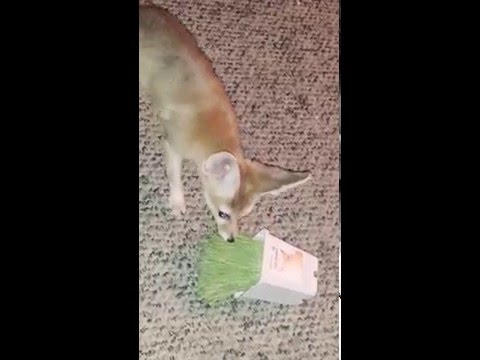 Kuugen the pet Fennec Fox enjoys wheatgrass!