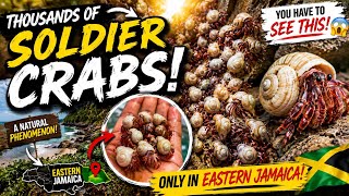 Look At These In Jamaica That You Only See On #natgeo | Watch and Learn