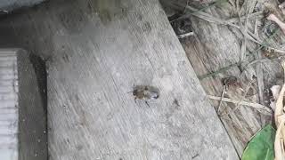 Drone Bee EXPLOSION @ Miss Bee Havens Apiary