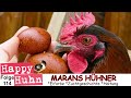 E114 marans im rasseportrait bei happy huhn  farbschlag schwarzkupfer maranshhner dunkle eier