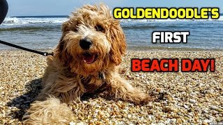 Goldendoodle's First BEACH Day!! by Bear theGoldendoodle 29,915 views 7 years ago 6 minutes, 30 seconds