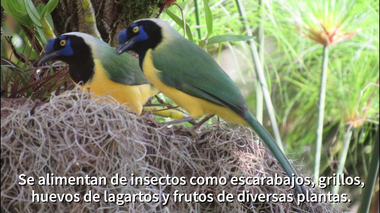 Carriquí de Montaña| Green Jay | Cyanocorax Yncas