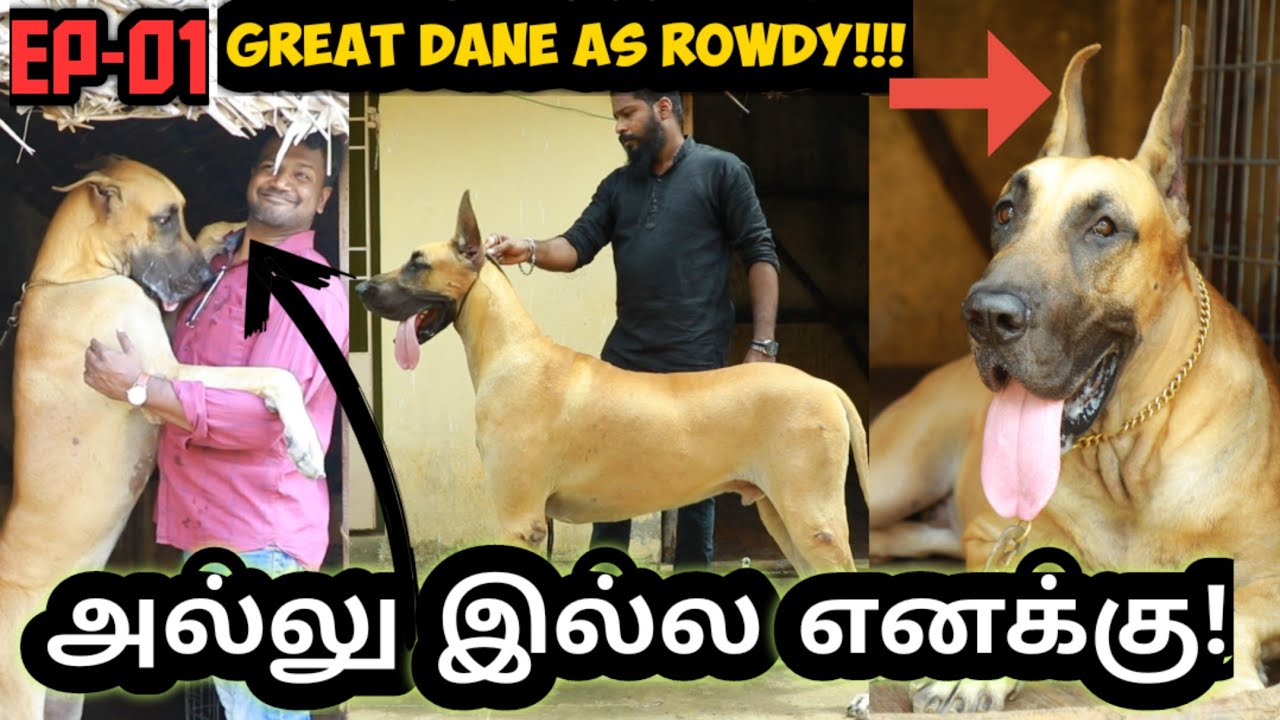 Great Dane 21 Months Old at Chennai Named as Rowdy American Breed Purasai Naveen Jay