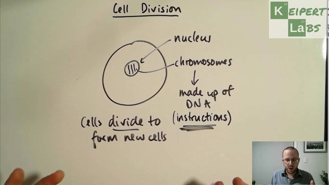 Cell Division - YouTube