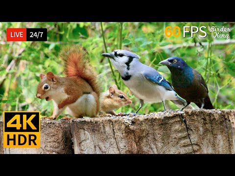 🔴 24/7 LIVE: Cat TV for Cats to Watch 😺 Cute Birds Chipmunks and Squirrels 4K 🐦 Cat Games HDR