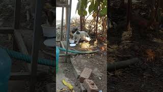 CAT #youtubeshorts #motivation #animals #cat #cats #catshorts #catlovers10m