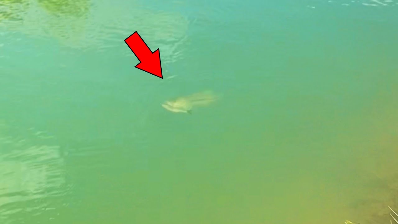 Big Bass VS Big Glide Bait! (Giant Fish)