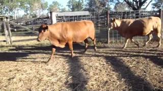 Lot 11   2 Belmont Cows