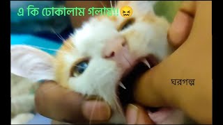 বিড়ালের কৃমি হলে কী করবেন। বিস্তারিত...#trending #cat #catlover