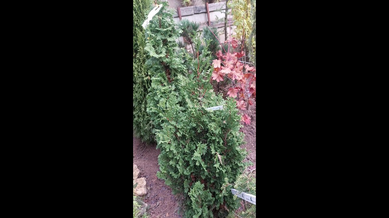 ХВОЙНЫЕ В ПРОДАЖЕ ИЗ САДА ЛЮДМИЛЫ В ОСИНОВОЙ РОЩЕ-2-я ЧАСТЬ - YouTube