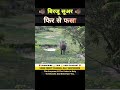 बिरजू सूअर का अब क्या होगा Part-2 😱 । animal shorts । #shorts #ytshorts