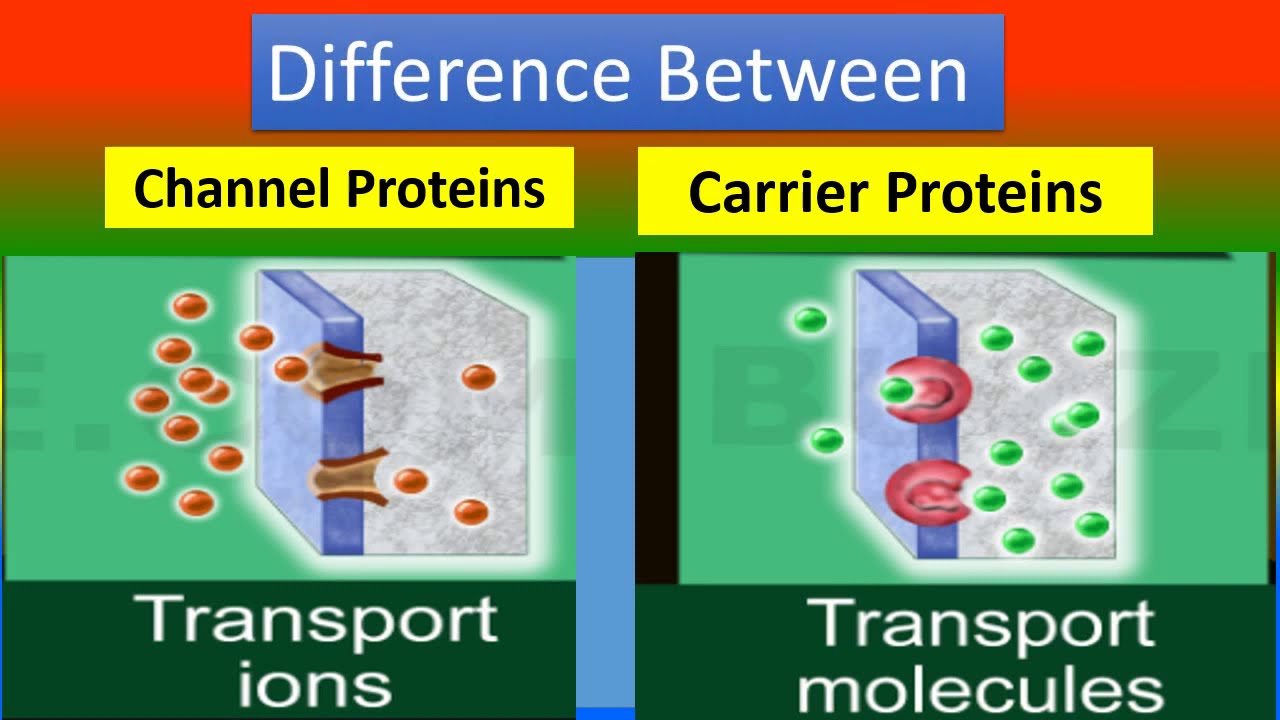 How Is A Carrier Protein Different From A Channel Protein Quizlet?
