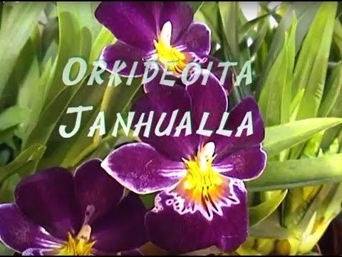 Video: Vanilja-orkideoiden kasvattaminen: vinkkejä vaniljaorkideoiden hoitoon