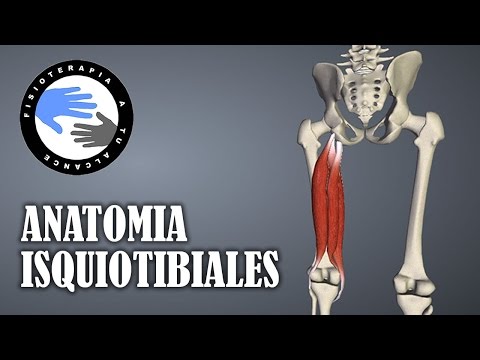 Vídeo: Los Poderosos Músculos Isquiotibiales: Anatomía, Lesión Y Entrenamiento