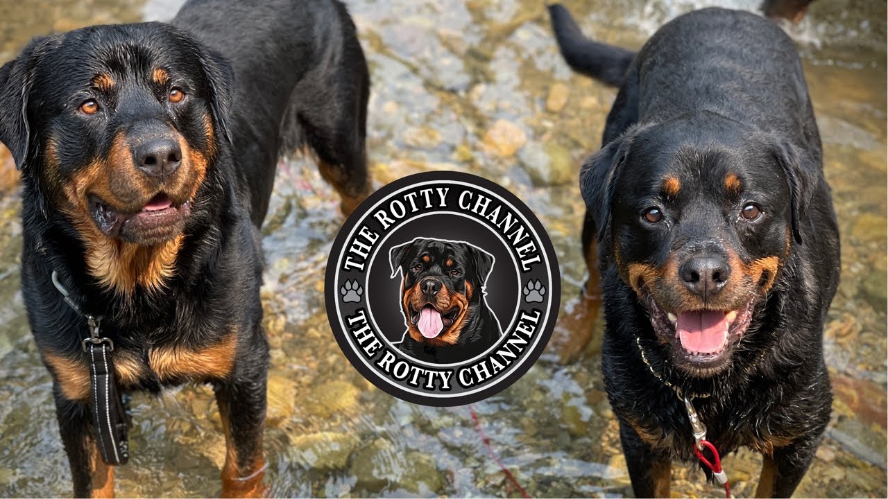 Are Rottweilers Good Swimmers